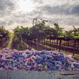 De Bologne: dégustation de vins et visite des vignobles