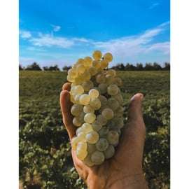Ozzano Emilia : Visite guidée des caves avec dégustation de vin