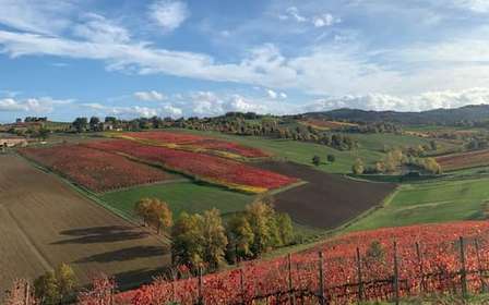 Modène : Visite du parmesan, du vinaigre balsamique et du lambrusco + déjeuner