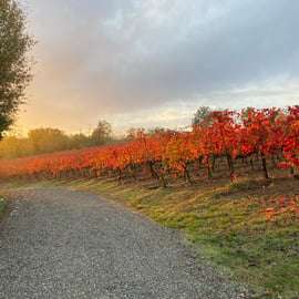 Fattoria Moretto : Visite Lambrusco Grasparossa di Collina
