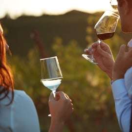 Bologna Vineyard Vista : un voyage à travers les vins émiliens