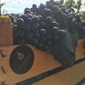 Expérience dans une vinaigrerie : visite consacrée au vinaigre balsamique de Modène