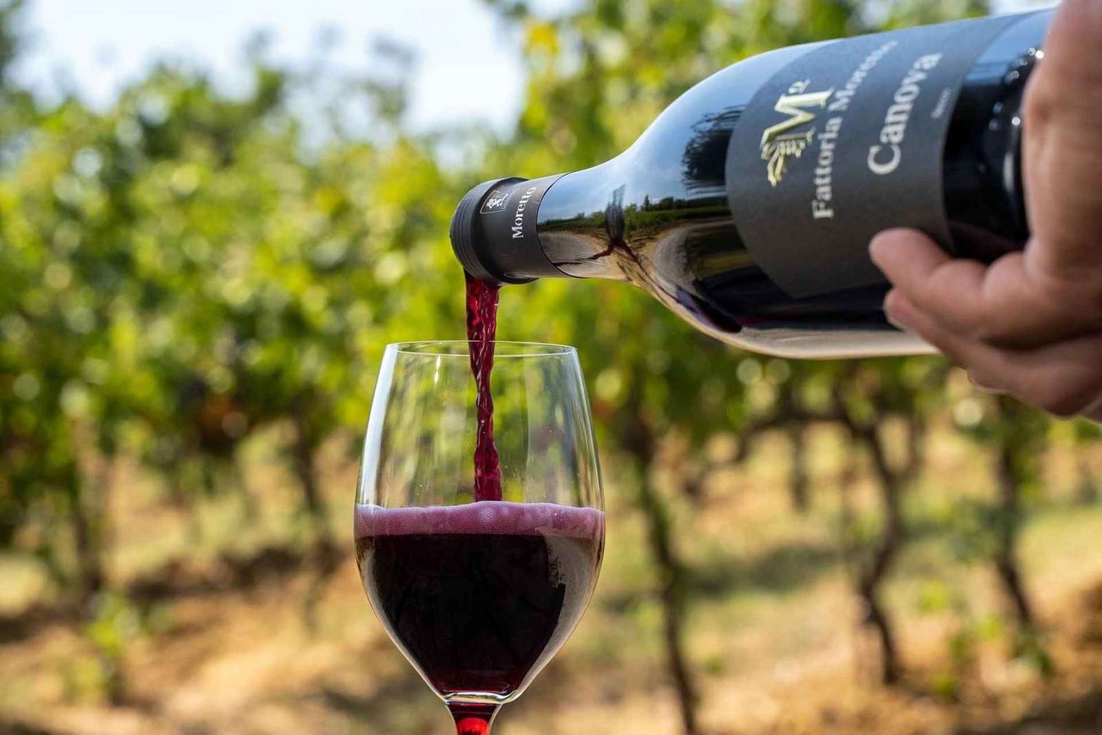 Fattoria Moretto : Visite Lambrusco Grasparossa di Collina