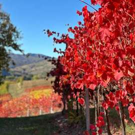 Castelvetro di Modena : dégustation de Lambrusco de la Fattoria Moretto !