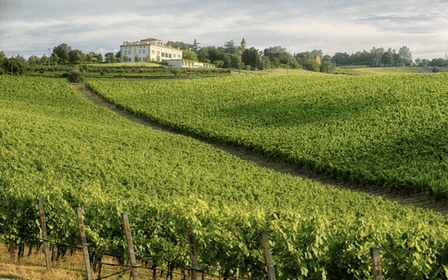 Bologna Vineyard Vista : un voyage à travers les vins émiliens