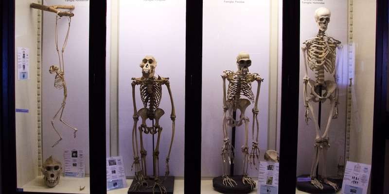 Musée d'anthropologie