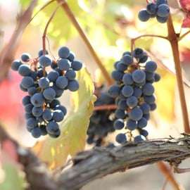 Fattoria Moretto : Visite Lambrusco Grasparossa di Collina