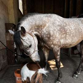 Modène : balade à cheval avec apéritif