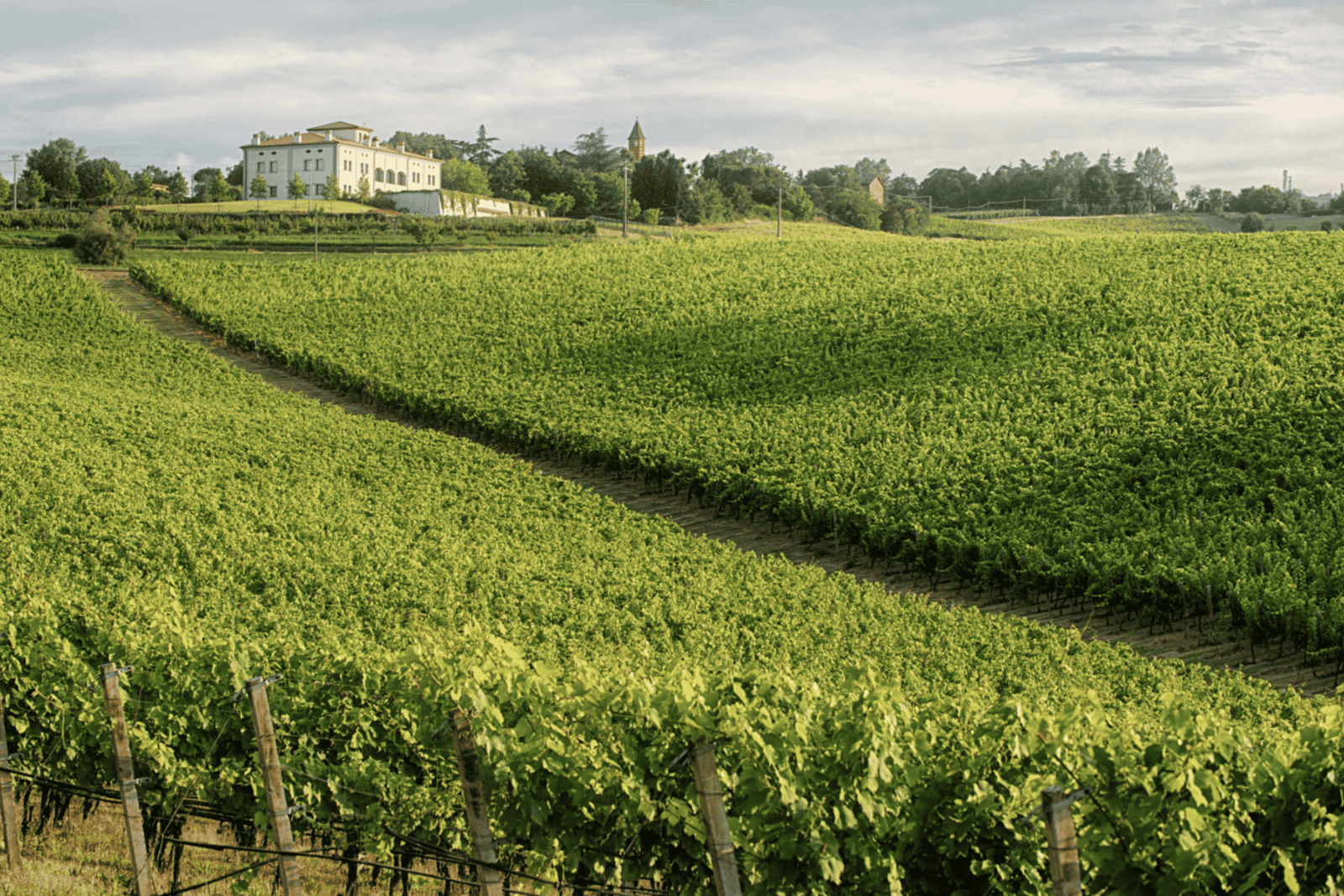 Bologna Vineyard Vista : un voyage à travers les vins émiliens