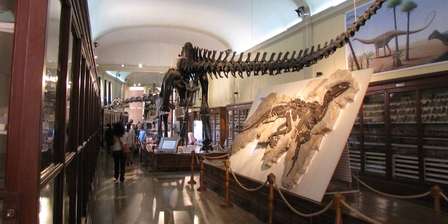 Musée de Paléontologie et de Géologie "G. Capellini"
