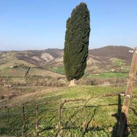 Bologne - Cantina Tomisa : Visite avec dégustation de vins biologiques