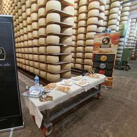Visite d'une fromagerie de Parmigiano près de Modène et dégustation