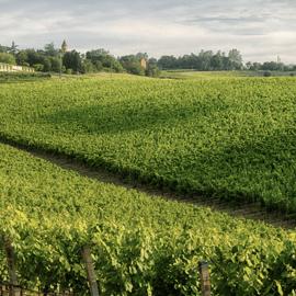 Bologna Vineyard Vista : un voyage à travers les vins émiliens