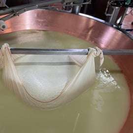 Modène : visite privée autour du Parmigiano Reggiano bio avec dégustation