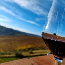 Tenuta Bonzara - Visite et dégustation de vins dans les Colli Bolognesi