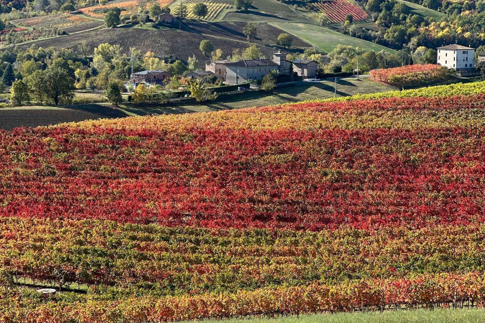 Castelvetro di Modena : dégustation de Lambrusco de la Fattoria Moretto !